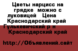 Цветы нарцисс на грядке ,можно с луковицей › Цена ­ 5 - Краснодарский край, Гулькевичский р-н  »    . Краснодарский край